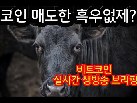 쫄지말구 매수하세요.도지코인 리플 크레딧 페페 하이브 헤데라 트론 폴리곤 폴카닷 샌드박스 시바이누 이더리움네임서비스 밀크 봉크 에이다 스텔라루멘.비트코인 실시간 생방송 live.